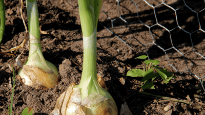 8 Root Crops and How to Prepare Them