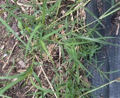 Weed Control in an Organic Garden