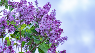 Growing Lilacs for a Fragrant Spring Garden