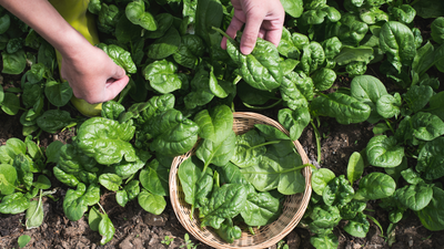 Losing Daylight? Plant These 6 Vegetables