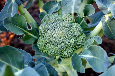 Top Winter Vegetables for Your Garden