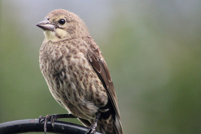 Bully Birds in the Backyard Garden