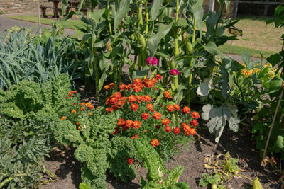 Cultivating Harmony: The Benefits of Companion Planting