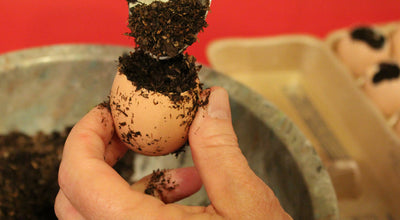 Grow Tomatoes in Eggshells