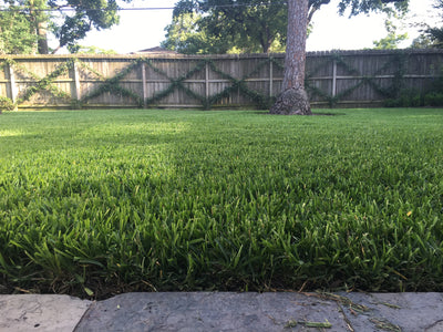 Splendor in the Grass: Spring Lawn Care