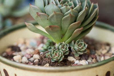 Hens and Chicks: Charming Succulents for the Garden