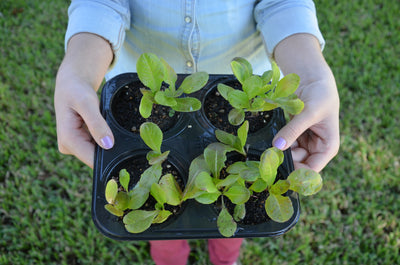 Grow Your Own Transplants