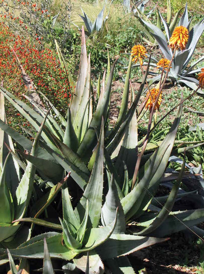 All-Season Aloes, Manfredas and Mangaves