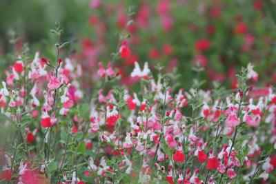 Start Planting Annuals for a Pop of Color in Your Garden Beds