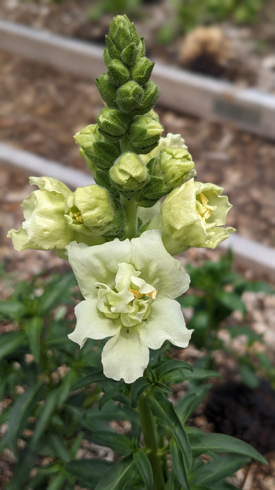 Bring the Beauty of a Cutting Garden Indoors