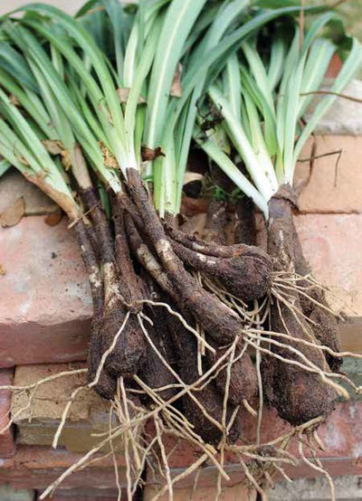 Harvesting Heirloom Bulbs