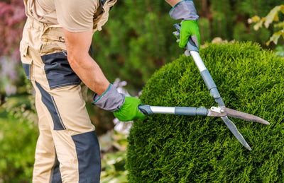 Topiary: Sculpting Plants into Ornamental Shapes through Pruning