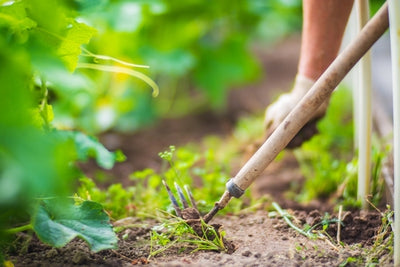 Weed Control Techniques