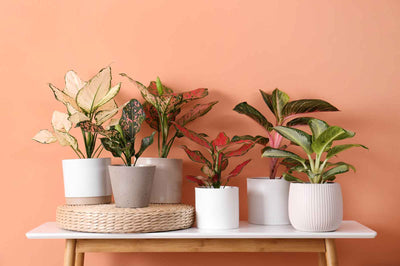 Houseplant Haven: Turning your House into an Indoor Oasis