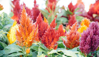 14 Best Fall Flowers to Grow