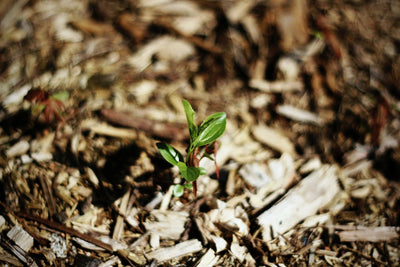 What is Mulch? Here's Everything You Need to Know