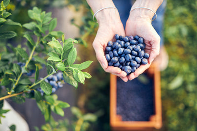 Picking Blueberries Day