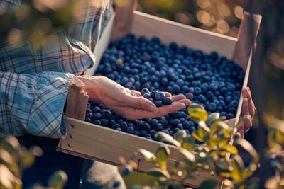 Planning For Blueberry Success