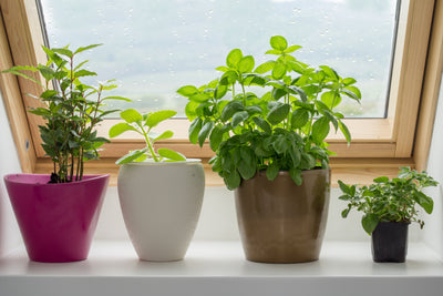 Wonderful Windowsill Gardens: Small Pots, Low Maintenance, Big Results