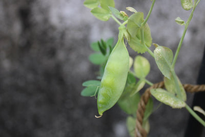 Growing Sugar Snap Peas in Small Containers